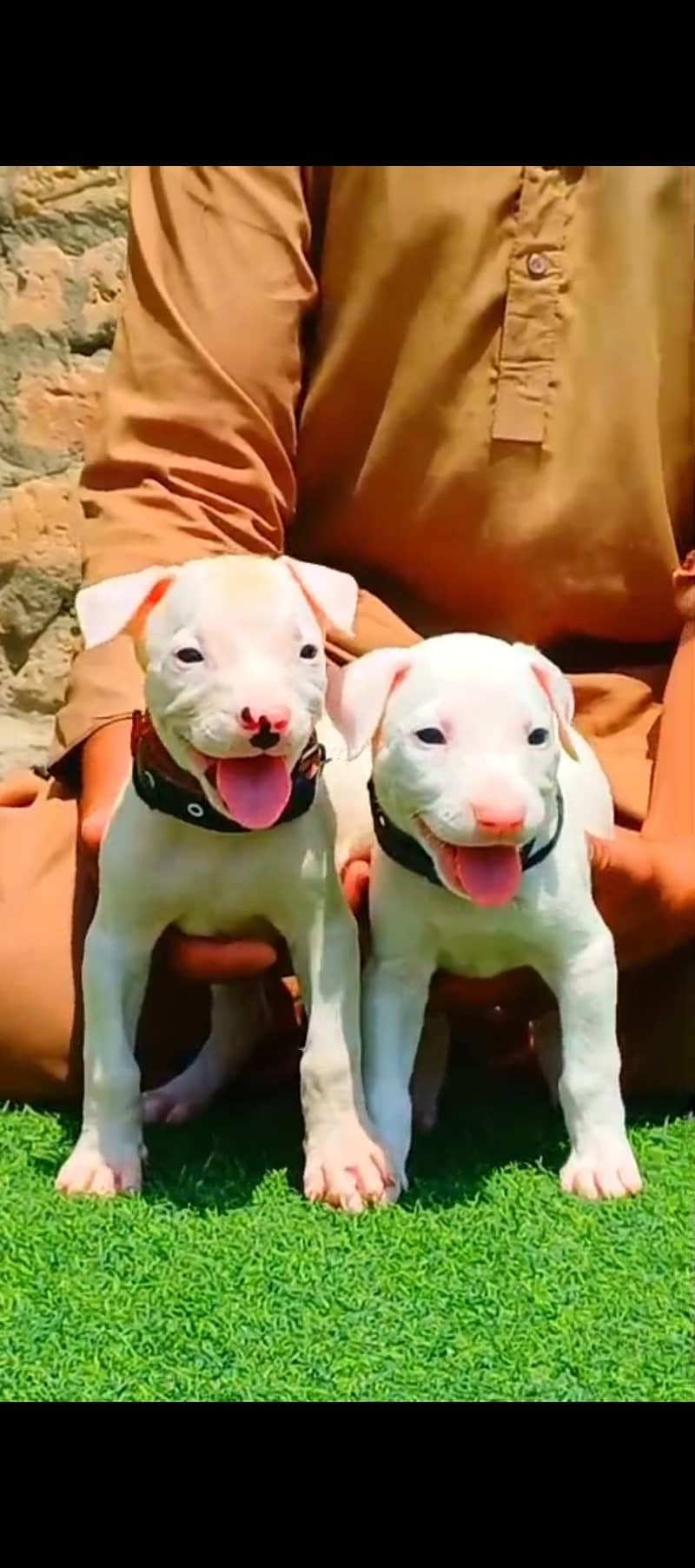 Kohati Gultair puppy 1