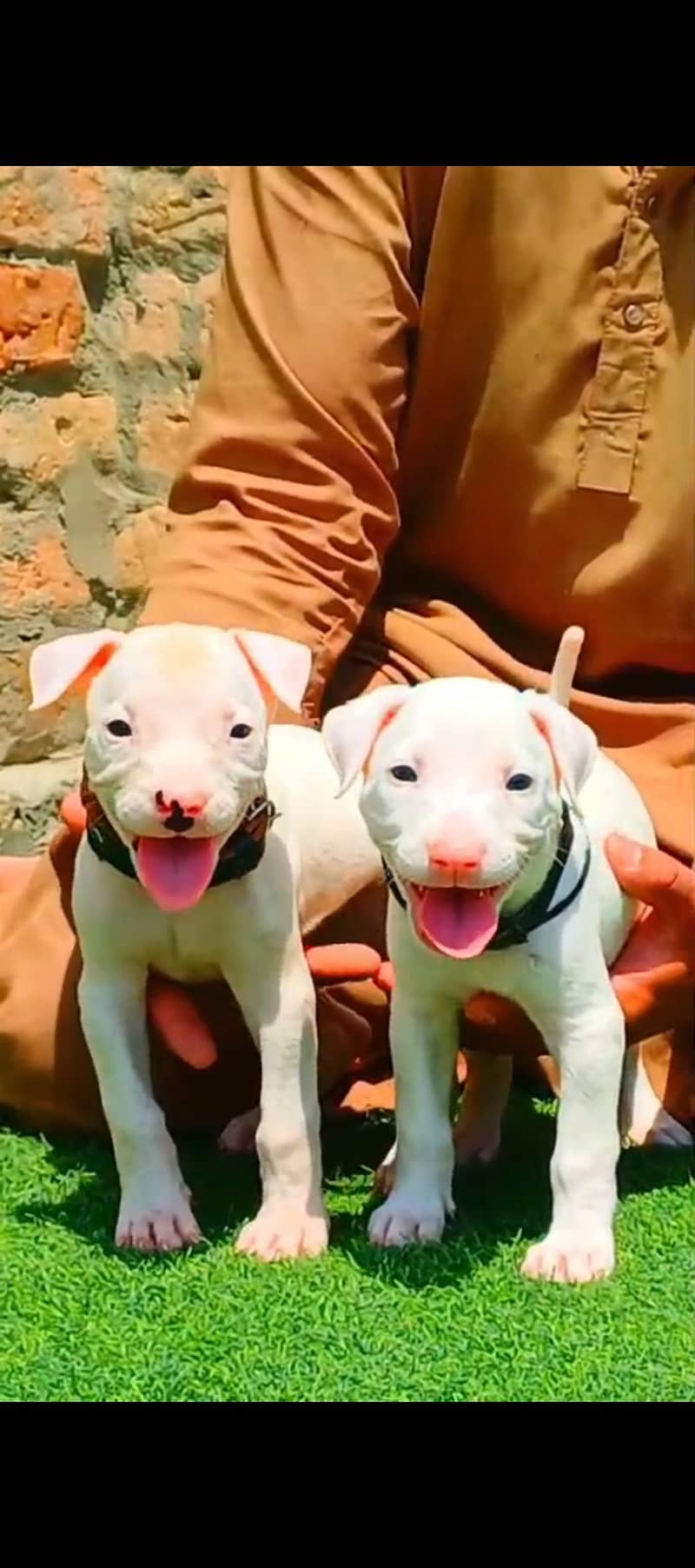 Kohati Gultair puppy 2