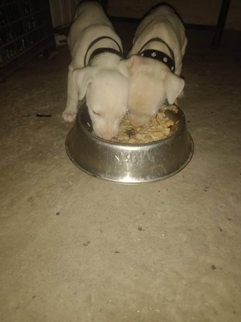 Kohati Gultair puppy 4