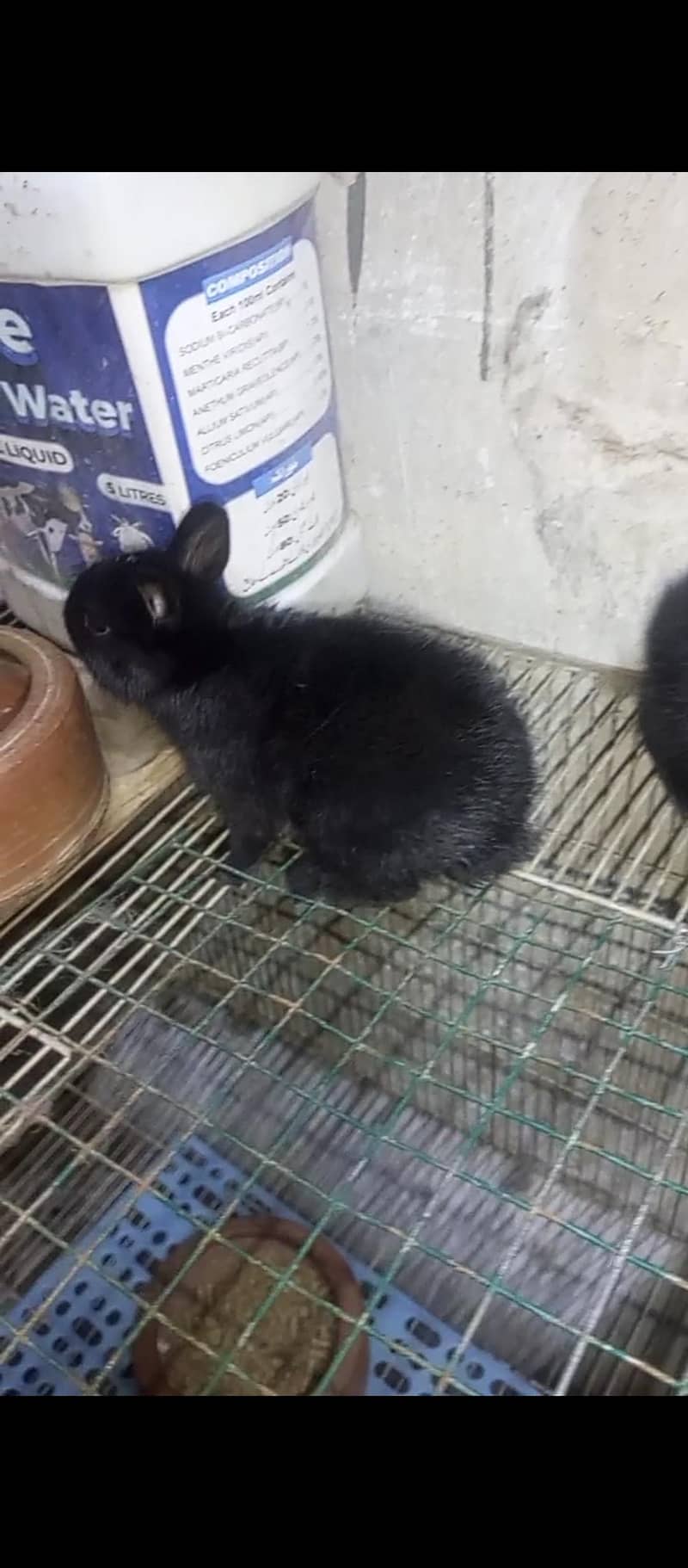 mini checkered 10