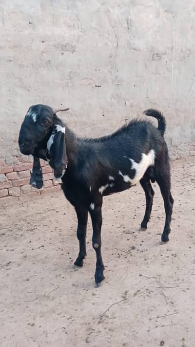 Dunda Kurbani Kaliye Ghar Ka tayar Kiya hoya Bakra