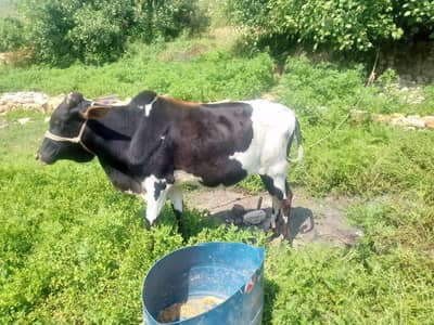 wachy | bulls | wachy for sale | wachy  for qurbani