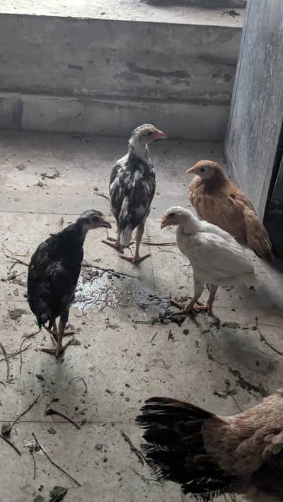 Aseal chicks for sale