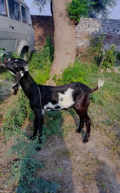Female Goat and Male available for sale