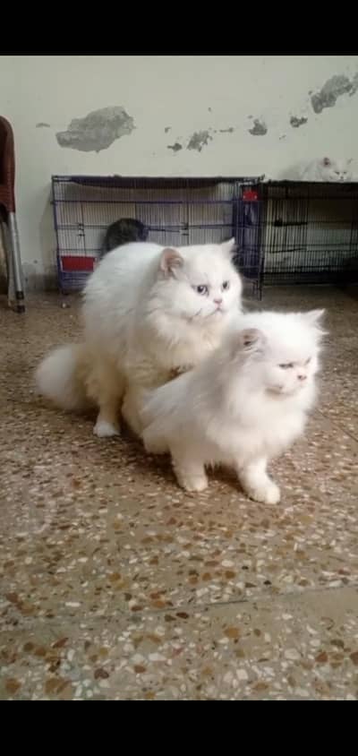 cats for sale and stud. . . . mating serves rezanabel prize