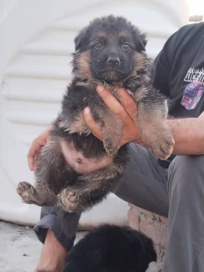 german shephrd pappy sale long code 03102499832