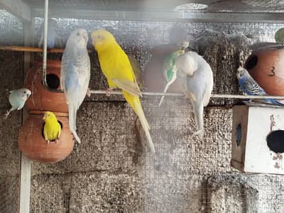 lovebird