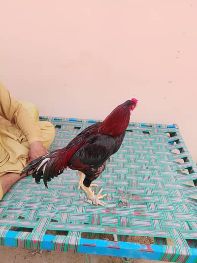 Aseel Sindhi+Mianwali