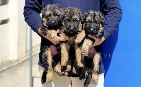 Germanshepherd puppies