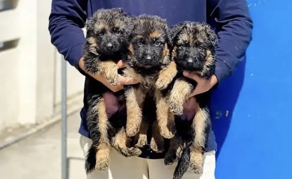 Germanshepherd puppies