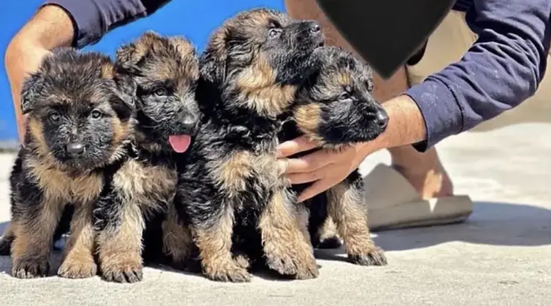 Germanshepherd puppies — photo 2