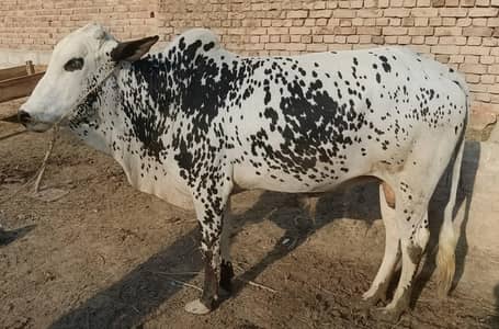 Masha'Allah Cholistani Bull | Qurbani 2026 | Healthy Wacha For sale