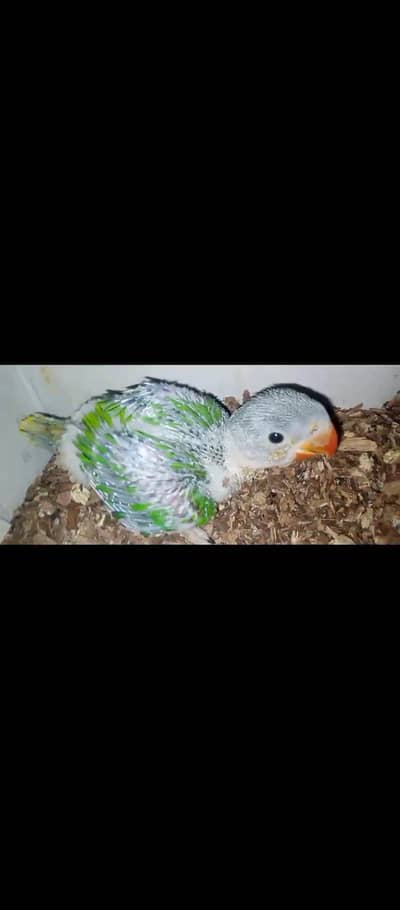 raa parrot for sale 2 manth age