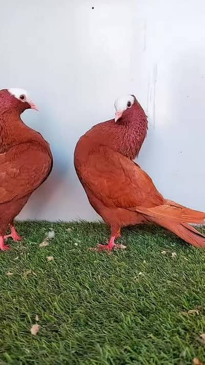 bron mukhi  pigeons pair available