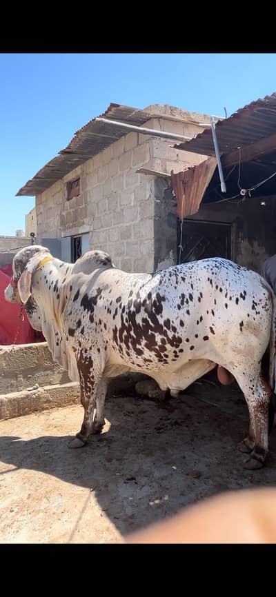 Cholistani breed ( 6.5 munn meat weight organic diet)