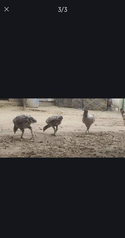 4 vatnami murgiyan