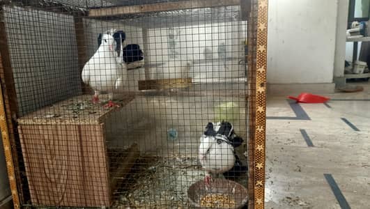 big size fantail pigeon breeder pairs budgies(read add)