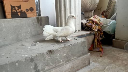 big size fantail pigeon breeder pairs budgies(read add)