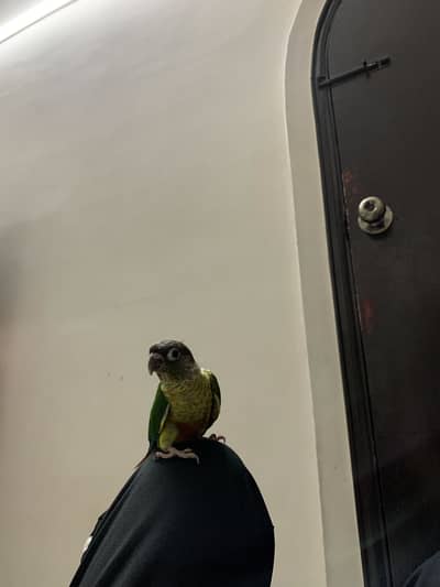 Green cheek conure parrot