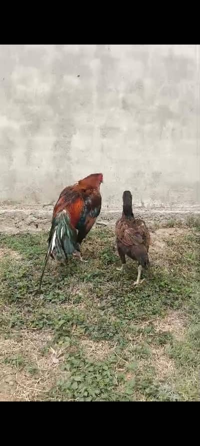 Aseel chiks