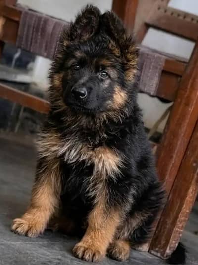 German shepherd puppy 03346497948 WhatsApp contact
