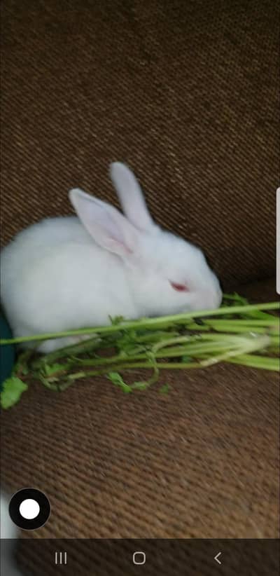 Rabbit kids