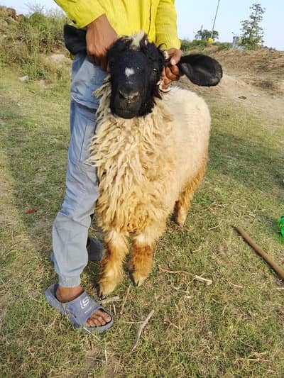 karbani KY liya chatra for sale
