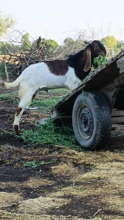 Qurbani k liye 2 bakry for sale dundy ghr main paly howy