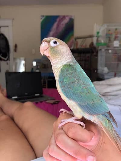 Conures For Sell