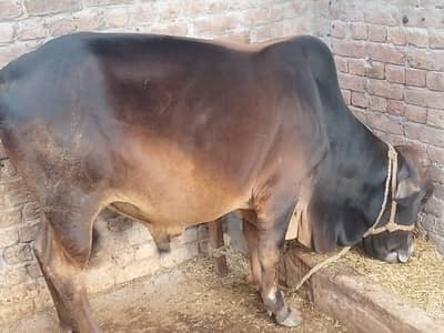 Qurbani Bull  | wacha | Bachra | Qurbani 2026 | 2 Dant
