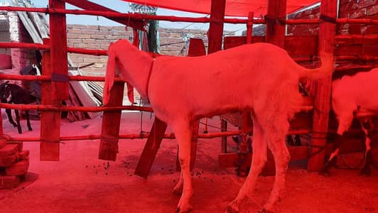 Qurbani  Bakra for sale