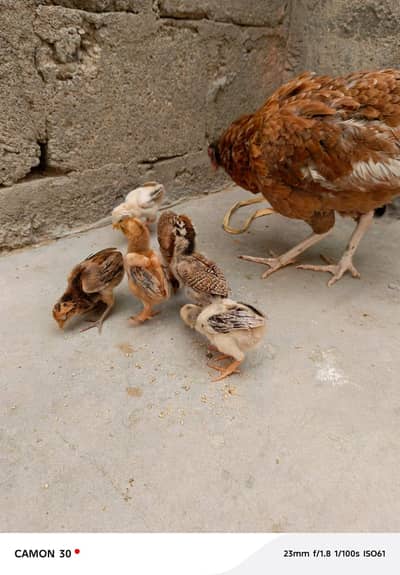 Aseel hen with 6 chick