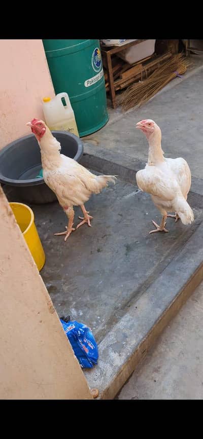 1 male