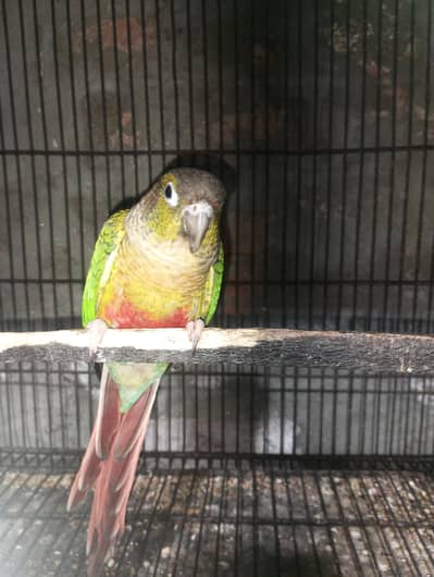 breeder male wit DNA