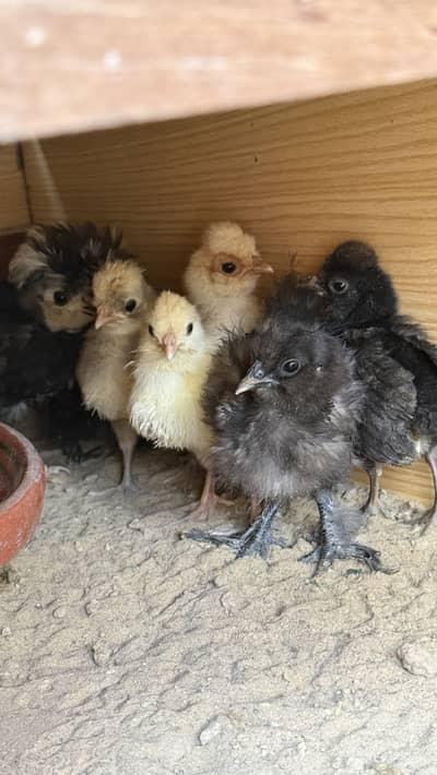 Polish chicks for sale healthy active 1 month old