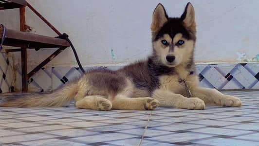 Very Beautiful Siberian Husky puppy