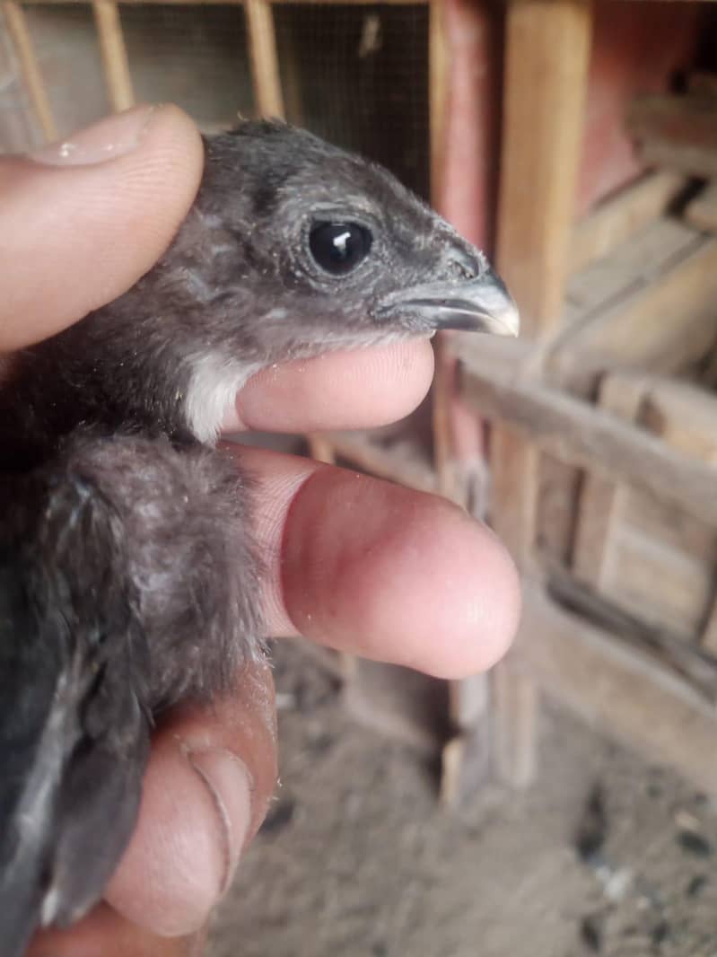 Dragon chicks 1