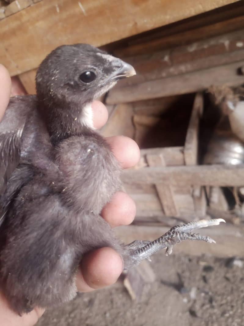 Dragon chicks 2