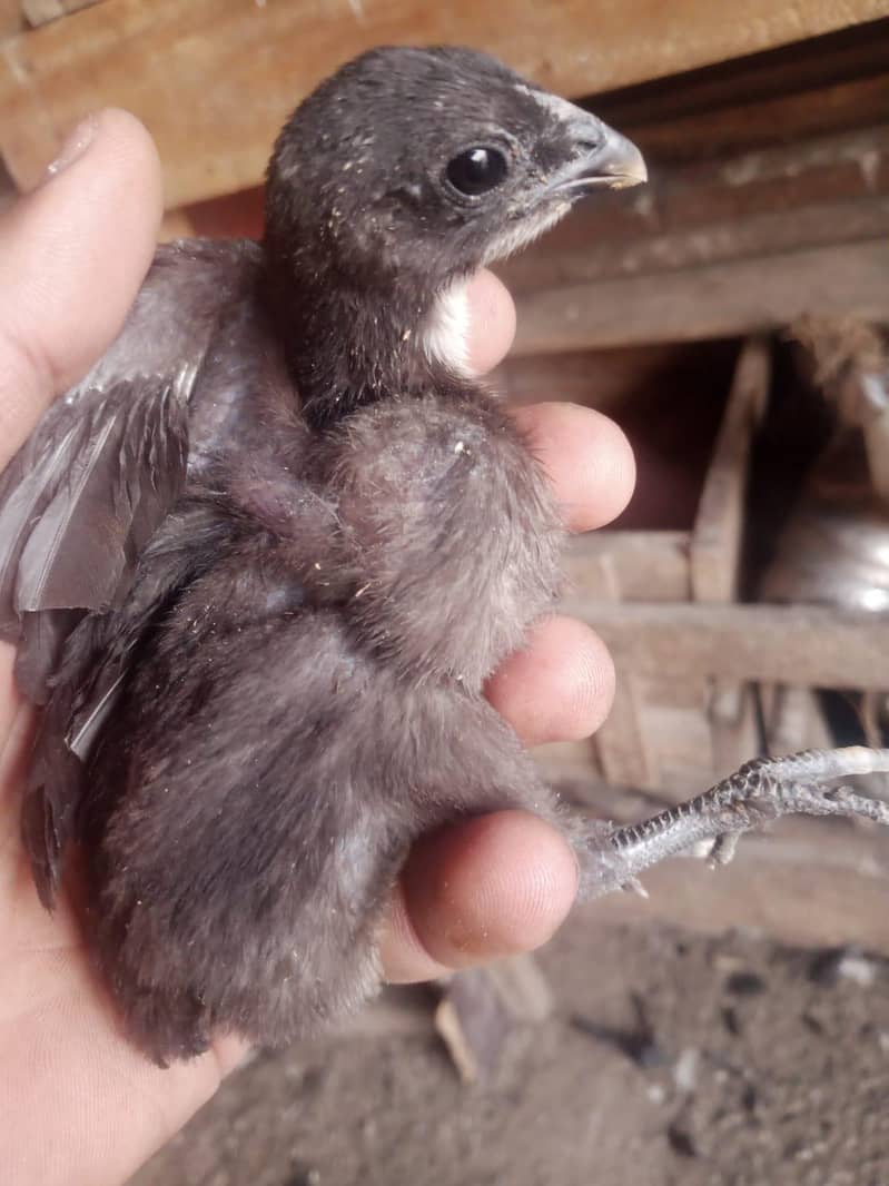 Dragon chicks 3