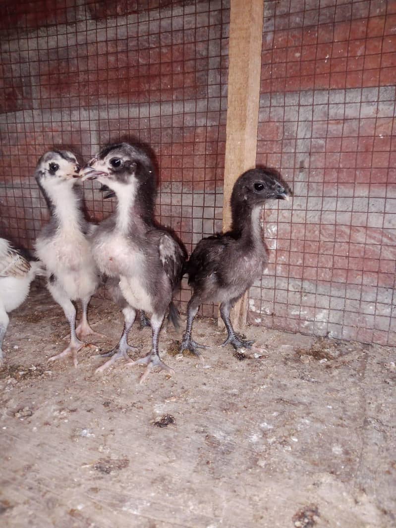 Dragon chicks 4