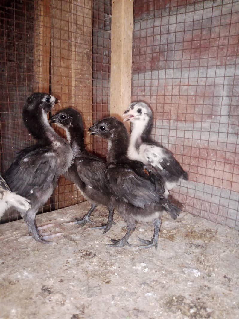 Dragon chicks 5