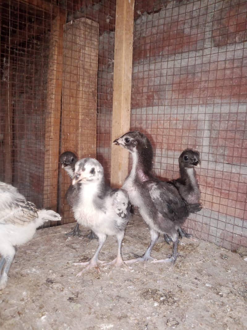 Dragon chicks 6