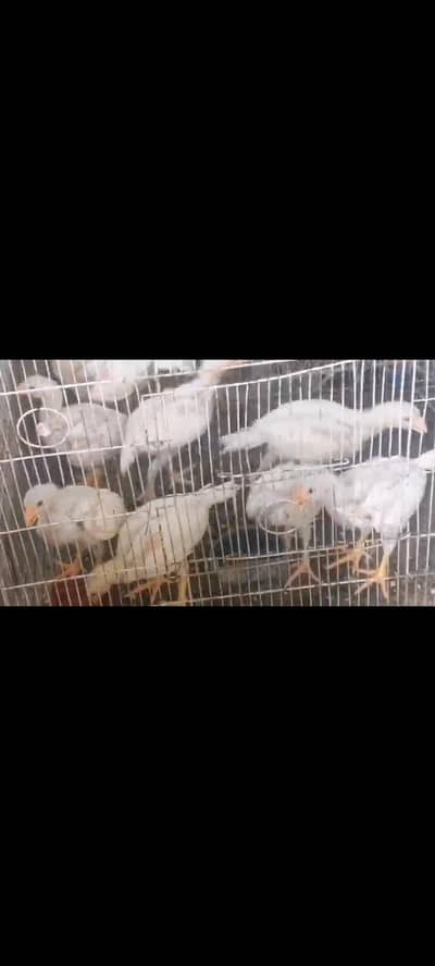 Aseel hera chicks