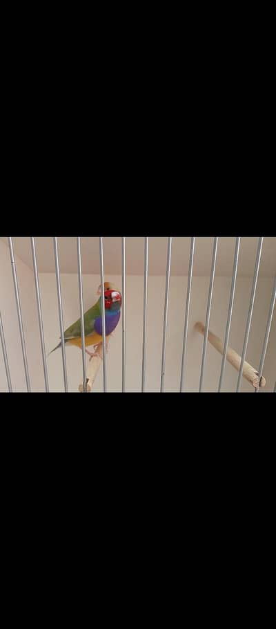 Top Quality Common Gouldiun  for sell