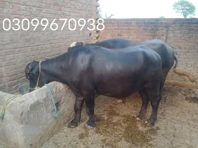 Eid Mubarak (Sale Male Buffalo Weight 260kg+