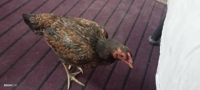 aseel hen for sale