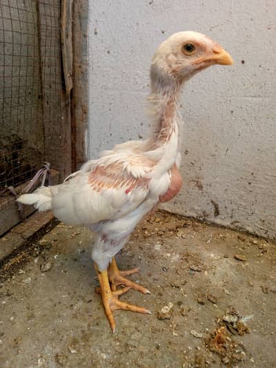 Pure Heera Aseel chicks pair