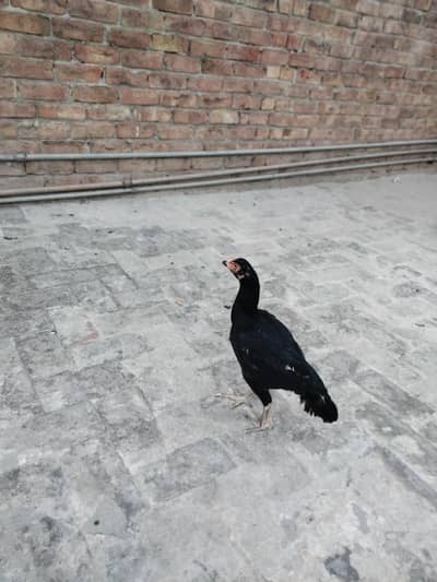 egg laying hen (03028708430)