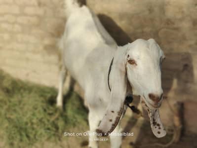 gulabi khasii bakra