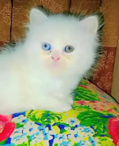 Odd Eyes Cat. urgent for sale . wtsup contact  plz